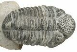 Drotops Trilobite With Exposed Hypostome - Mrakib, Morocco #235810-1